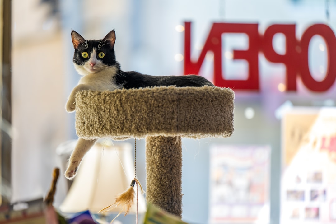 a-black-and-white-cat-sits-on-a-cat-tree-wa00shdnupm