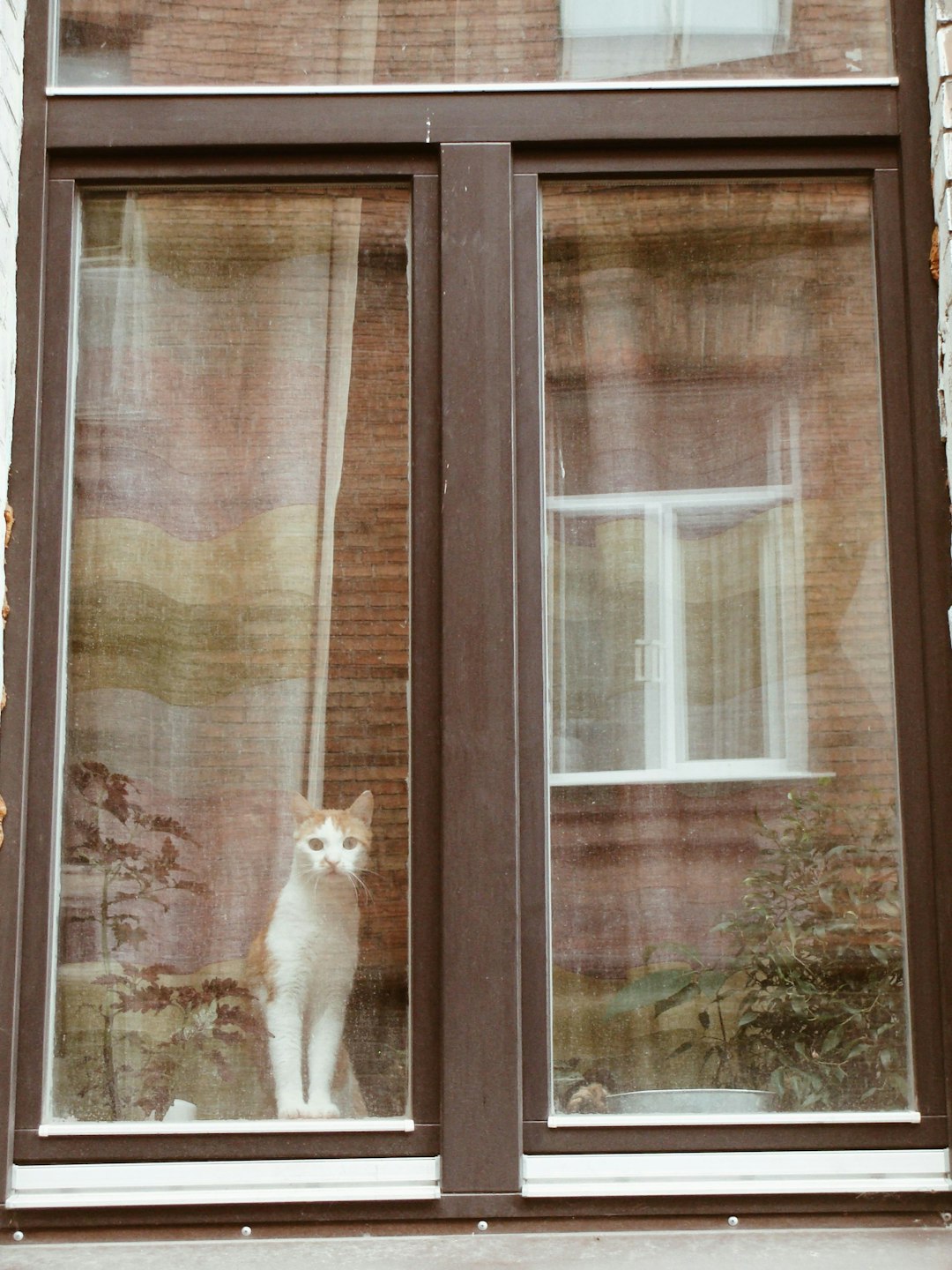 Brest old house window cat