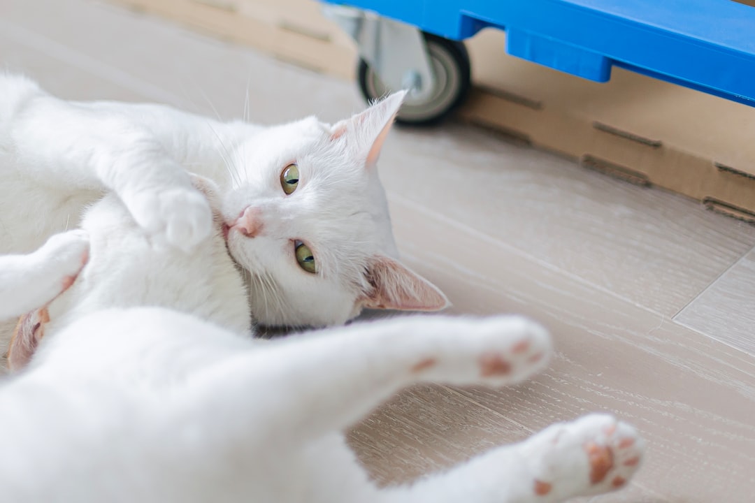 a-white-cat-laying-on-its-back-on-the-floor-amnlgarm-fk