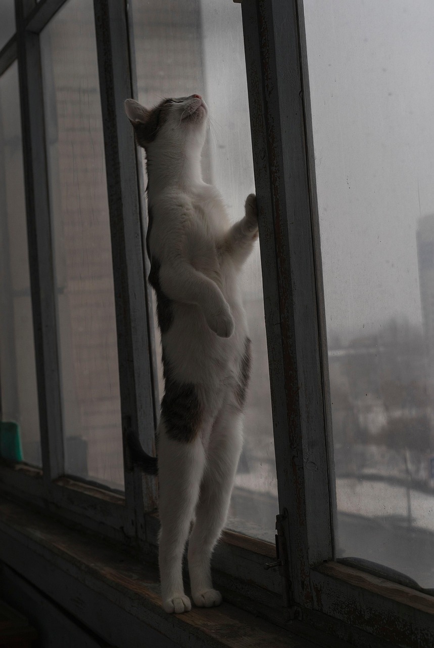 animal, cat, window, nature, pet, feline, indoors, mammal, fur, whiskers