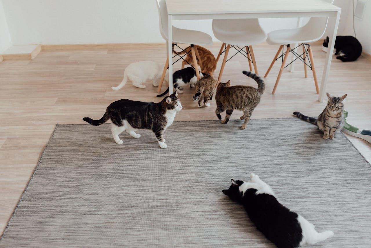 A cozy scene of multiple domestic cats in a bright, minimalist indoor setting.
