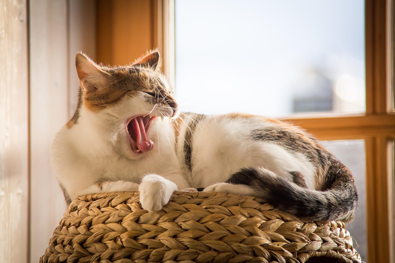cat, pet, animal, yawn, tired, sleep, nature, domestic cat, sleepy, feline, fur, tail, animal world