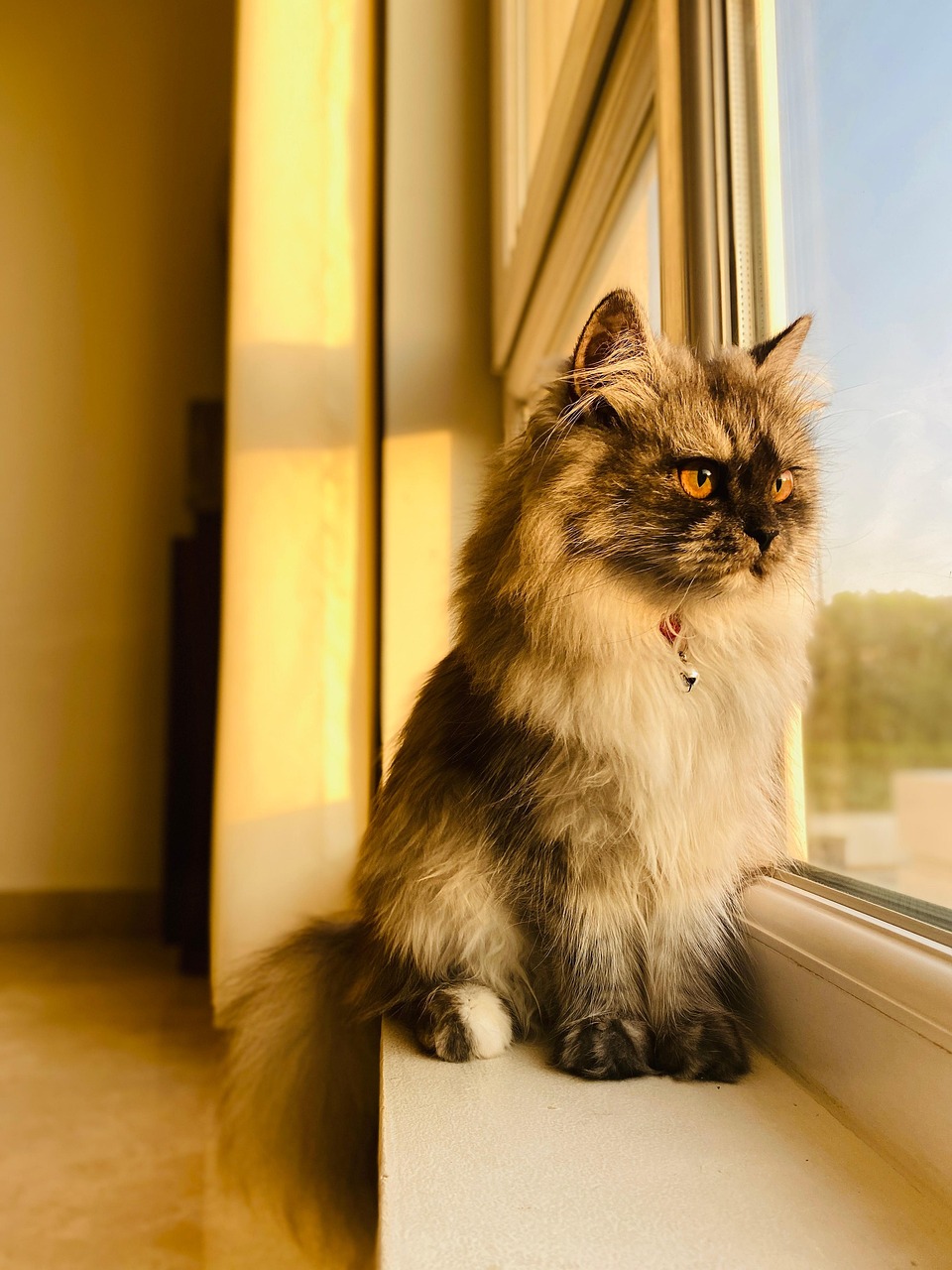 cat, window, by the window, cat bell, cat collar, looking out, kitty, pet, kitten, furry, fur, animal, furry cat, hairy cat, feline, domesticated