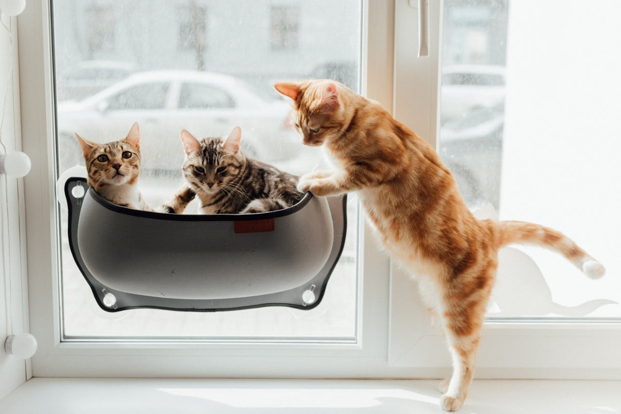 Three cute cats playing by a sunny window, showcasing curiosity and playfulness indoors.