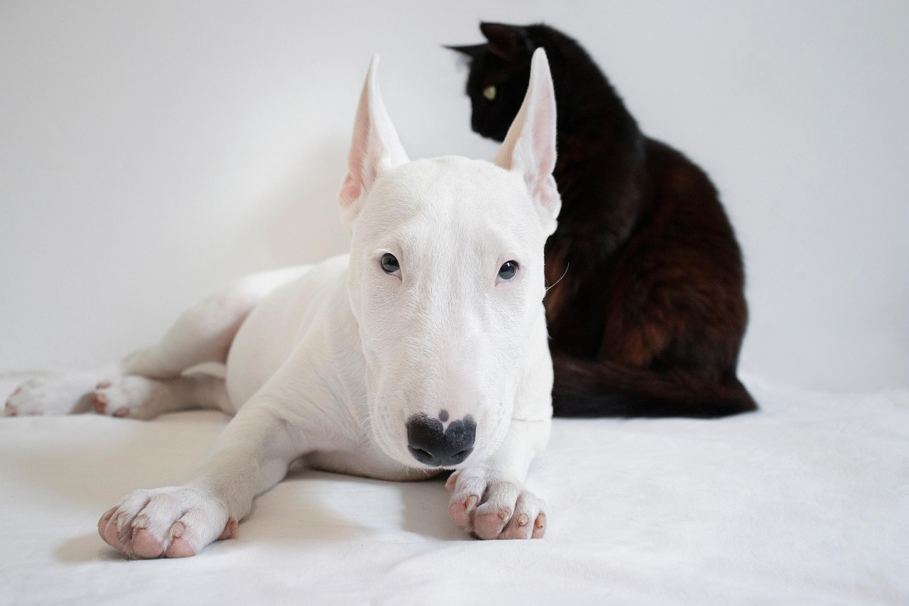 dog, cat, pet, animals, bull terrier, pets, nature, friends, animal, black cat, white dog, domestic, together