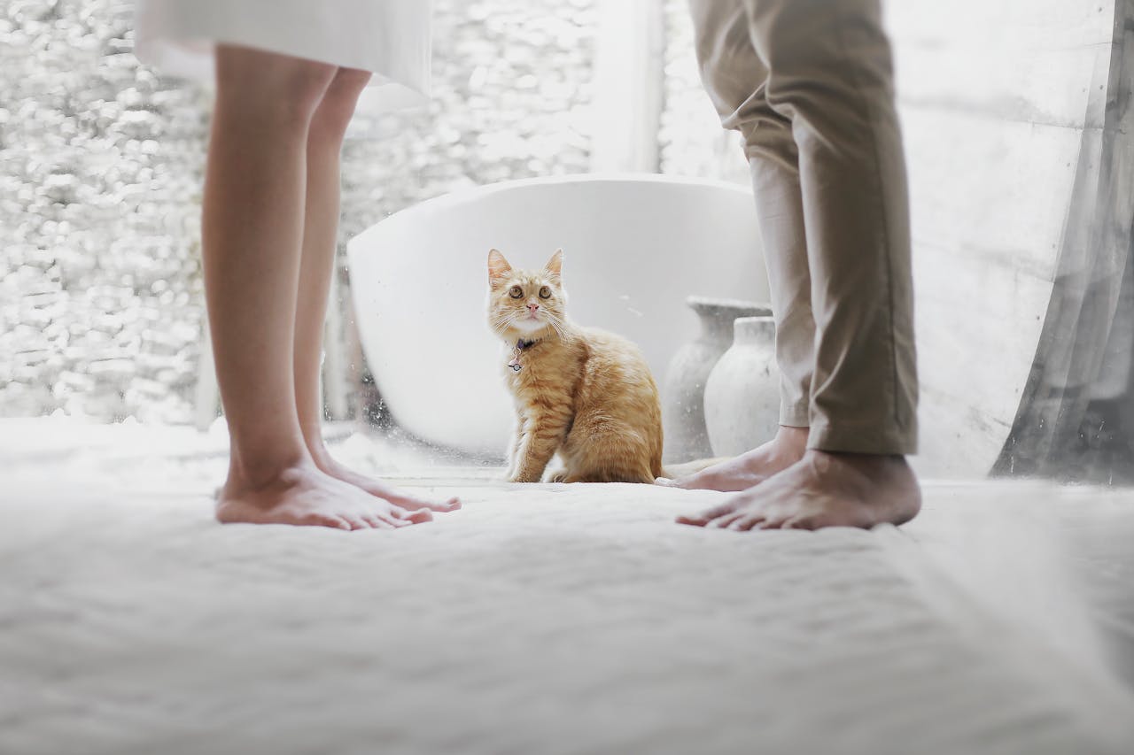 A curious tabby cat between two barefoot people in an elegant indoor space.