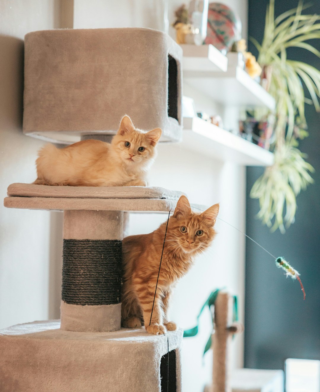 two-orange-cats-sitting-on-a-cat-tree-c8yntznpopu