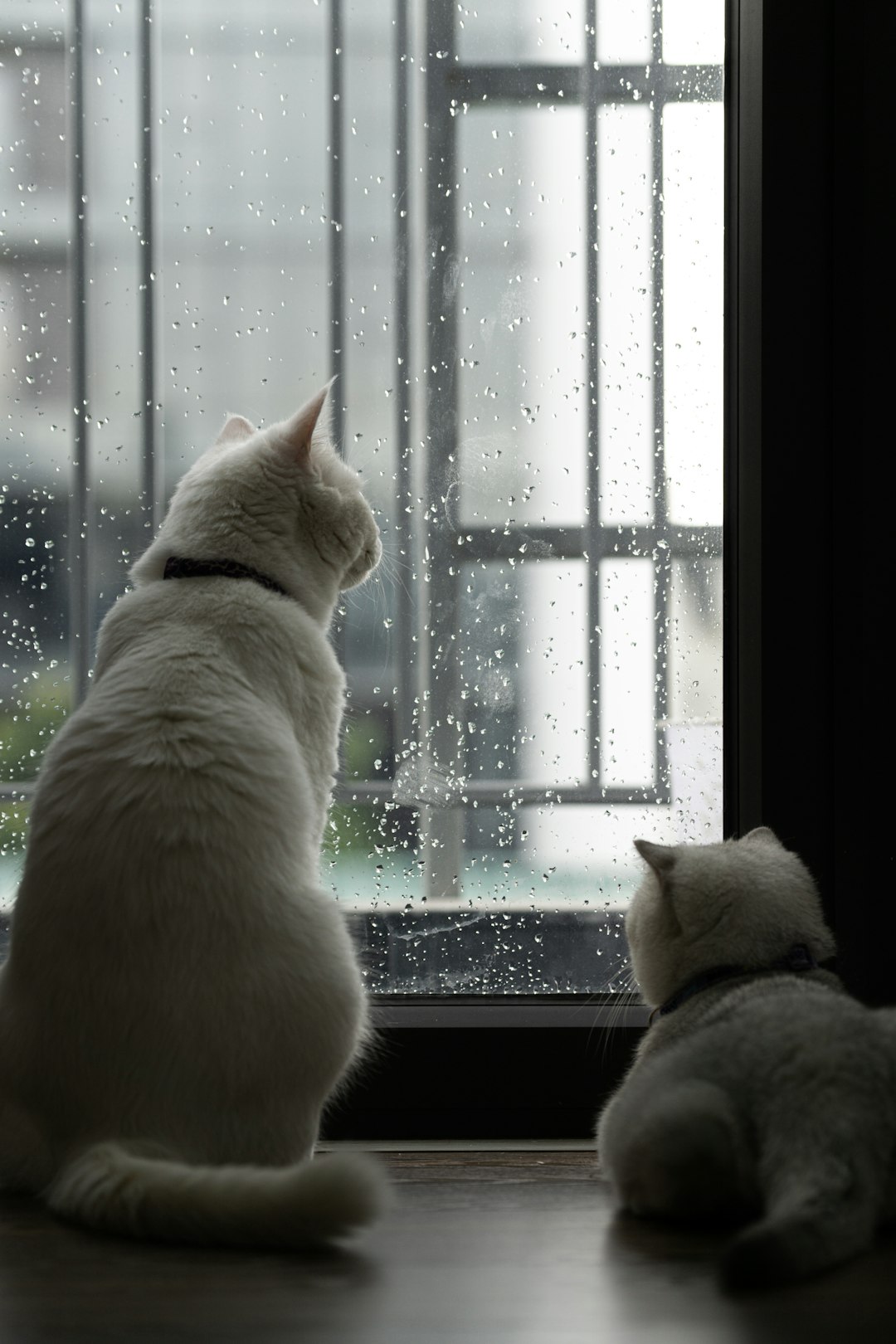 Snowi and Cinder watching rain